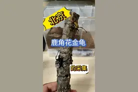 #抖音热点宝 #北京有谁在 #亲子时光 #亲子户外活动 #观察昆虫 北京带娃徒步进山野采鹿角花金龟的方法，喜欢昆虫的小朋友注意！视频封面