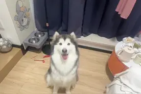 狗狗拜拜教学 回复 @🌈🌈🌈我会发财🀄️💰的评论 #阿拉斯加 #谁家小狗像个小宝宝 #狗狗是生活的解药