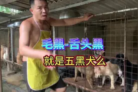 五黑犬 #上热门 五黑品相狗，你们踩了多少坑#养狗人 #狗狗视频封面