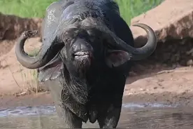 非洲水牛和亚洲水牛的实力对比#神奇动物在抖音 #野生动物零距离 #内容启发搜索