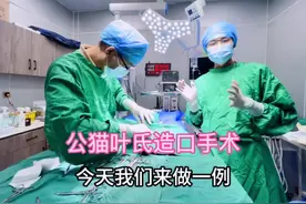 公猫叶氏造口手术，美观、实用、恢复快！一次性解决猫咪尿闭！