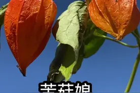 #创作灵感 #植物科普 #大自然的馈赠