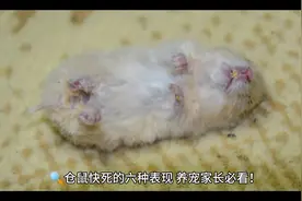 🔍仓鼠快死的六种表现，养宠家长必看！#创作灵感 #养仓鼠 #仓鼠