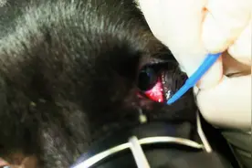 眼线虫寄生于 犬猫动物及人的眼部而引起的一种人兽共患寄生虫病