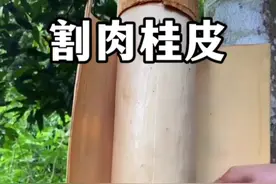 收割肉桂的过程，被环剥去树皮的肉桂树还能存活吗？#植物科普 #肉桂#玉桂#桂皮#香料