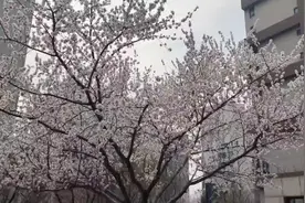 在沈阳医大口腔医院阻生牙拔除全流程和医保统筹报销#阻生牙视频封面