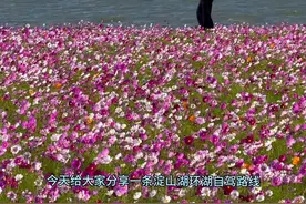 分享一条淀山湖的环湖自驾攻略，淀山湖位于上海和苏州的交界处，一路的风景都非常漂亮，全程45公里路程，适合周末自驾游玩#旅行推荐官 #江浙沪周边游 #上海 #周末去哪玩 #淀山湖风景区