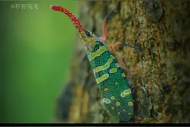 小时候常玩的龙眼鸡，现如今却成了人们餐桌上的美味#龙眼鸡 #带你涨知识 #内容启发搜索