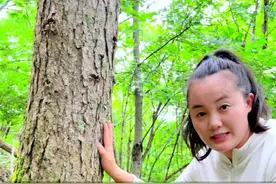 快来看看，这六匹叶大人参，马上挖出来了，看看它到底长什么样子？#人参原产地 #林下参 #滋补养生 #野山参