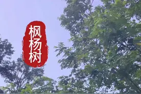 枫杨树，果实自带一对小翅膀，传播的时候可以飞得更远…#你的家乡有这种植物吗 #大自然的馈赠 #野生植物