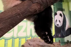 #大熊猫妹猪 291日龄萌宝：做在高处#妹猪成长日记#阔爱炸了 #长隆野生动物世界 #国宝不愧是国宝视频封面