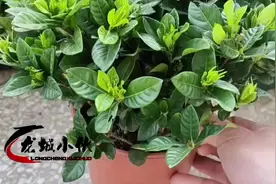 花市买的栀子花回家养不活？老花农一语道破原因，我们都被骗了视频封面