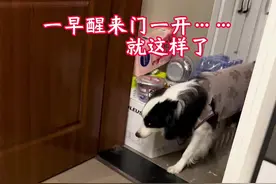 一觉醒来边牧这个动作……这个眼神……我瞬间就不好了💔#边牧 #狗狗的心思都写在脸上了视频封面