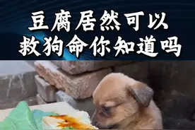 豆腐在养狗中的妙用 豆腐居然可以救狗命你知道吗#养狗经验分享 #养狗 #养狗人 #养狗经验分享 #豆腐视频封面