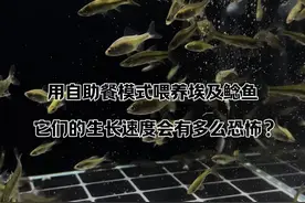 没想到这么小的埃及鲶鱼就这么凶猛，简直是恐怖如斯！#鲶鱼 #观赏鱼 #埃及塘鲺视频封面