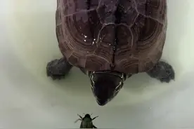 乌龟消化不好治疗参考，大家给乌龟换新环境要慎重#养龟日常 #养龟日记 #龟龟🐢 #养龟人 #龟宠时代