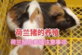 荷兰猪，也叫洋鼠。养殖方法简单。