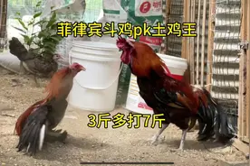 斗鸡：三斤多的残脚菲律宾斗鸡pk7斤土鸡王