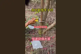 果树高压繁殖 用高压繁殖的方式不仅生根快，方法简单而且得到的都是超大苗，可以缩短开花结果的时间，大大的提高果农的效益，花友们学会了可以省下不少买苗钱#技术分享 #2024新农人计划 #农业技术推广 #高压繁殖 #生根视频封面