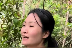 酸杨桃寄生 很多人都要找 主要是现在很少了 你喝过寄生茶吗？#大山里的味道 #大自然的馈赠 #一日一植物 #植物科普 #你的家乡有这种植物吗