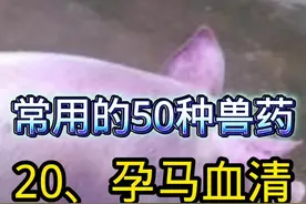 《常用的50种兽药》 20、孕马血清（血促性素），养猪养牛都离不了，到底该怎么用？#养猪人 #养猪技术 #兽医 #兽药 #创作灵感视频封面