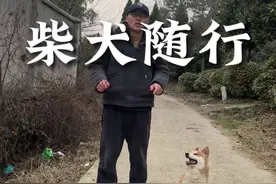 这才是训练#柴犬 #柴犬咬人 #训犬 #萌宠 #犬行为纠正
