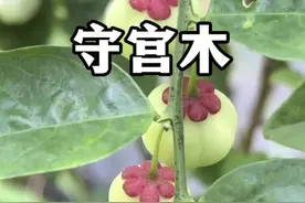 守宫木：果实长得像迷你山竹，嫩芽是一种非常好吃的野菜树仔菜。#植物科普 #守宫木#树仔菜#天香绿#越南菜