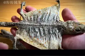 蛤蚧，又叫大壁虎、大守宫，你见过它吗？#科普一下 #涨见识视频封面
