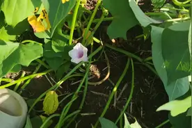 红薯开花真的会绝收吗#红薯种植 #红薯高产 #新农人计划2022