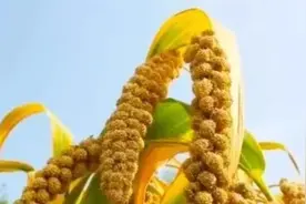 世界芯片排名一览表视频封面