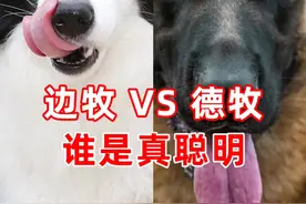边牧和德牧谁是真正的聪明#德牧 #平背德牧#西德#德国牧羊犬 #老板德牧