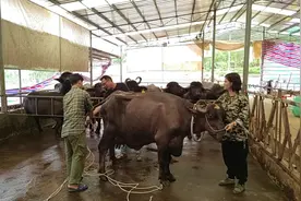 #90后退役军人返乡当村支书，全票当选后接管村里所有事务视频封面