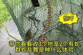 带你看看收3个地笼2个有蛇，群蛇乱舞是种什么体验，太吓人了！