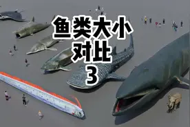 鱼类大小对比 来看看鱼类大小对比，最大的鱼类是什么鱼？