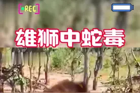 雄狮中了黑曼巴蛇毒 #神奇动物在抖音 #雄狮 #黑曼巴蛇视频封面