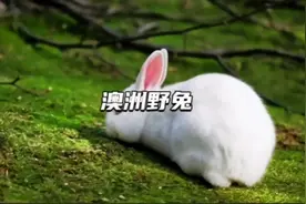 兔子竟然会成为人类公敌？澳洲野兔泛滥成灾，为何却迟迟无法解决