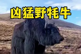 野牦牛#动物世界 #野生动物零距离 #内容启发搜索
