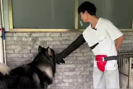 阿拉斯加应激咬人 #阿拉斯加 #宠物#科学养宠攻略 #训犬 #养狗经验分享