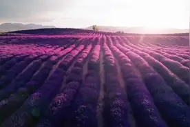 薰衣草是一种馥郁的紫蓝色的小花。它就像它的所在地一样