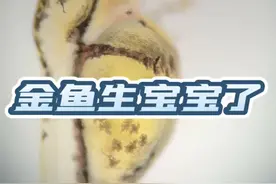 第一次繁殖金鱼成功，生命真太奇妙，能不能把他们养大就全靠你们了呀#鱼籽孵化成小鱼过程 #养鱼日记 #金鱼繁殖