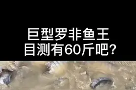 世界上最大的罗非鱼到底有多大呢？#创作灵感 #罗非鱼#脆肉罗非鱼@DOU+小助手 @抖音短视频视频封面