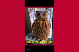 懂得回头报恩的猫头鹰 #万物皆有灵性 #神奇动物在抖音 #内容启发搜索
