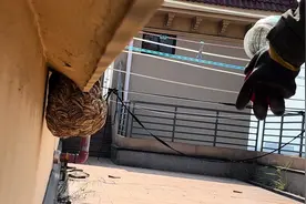 #现场实拍 #马蜂窝 #捅了马蜂窝怎么办 #是时候展现真正的技术了