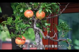 石榴树在家居风水中的作用和禁忌#花卉绿植 #家居环境
