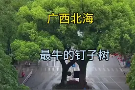 广西北海最牛的钉子树，几百年都没有人敢动，你知道在哪里吗？#广西北海 #钉子树 #航拍