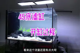 几百块也能玩底滤的鱼缸   简单又实用的搭配😏#开缸 #水草造景