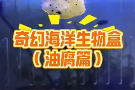 开到什么养什么！这是海绵宝宝里的方块小孩鱼？！？ #诺亚方缸