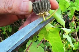 苘麻又名磨盘草，村里人采摘它成熟的果实保存。#我的乡村生活 #植物科普 #农村生活