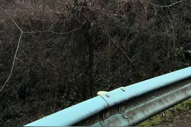 现场教学教你怎么找羊肚菌！！！ #羊肚菌视频封面