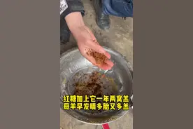 #养殖场专用 #养殖 #农村养羊 #养殖人 #每天分享牛羊养殖小知识